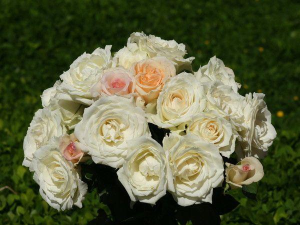 JOLI BOUQUET DE ROSES BLANCHES