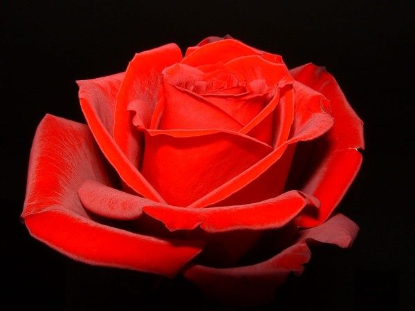 SUPERBE ROSE ROUGE