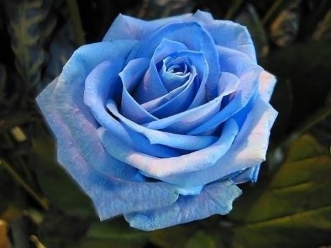 SUPERBE ROSE BLEUE