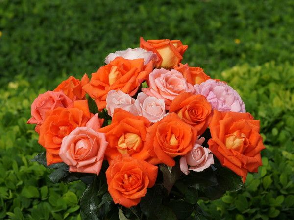 JOLI BOUQUET DE ROSES 