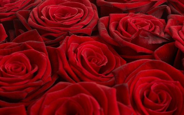 JOLIES ROSES ROUGES